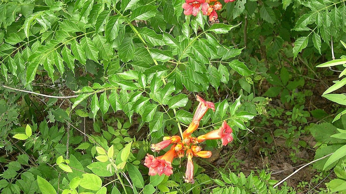 Trumpet vine climbing thickly over roadside trees and shrubs along a street, hung with dozens of orange flowers and long seed pods