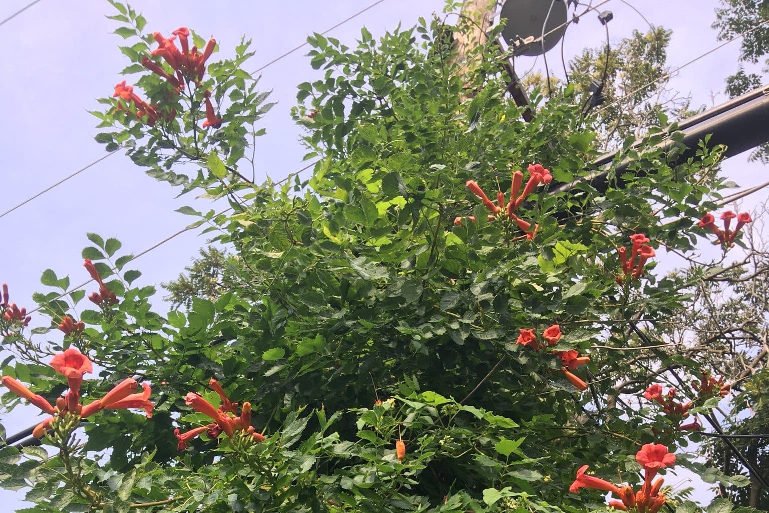 Trumpet vine covered in orange tubular flowers, climbing against a pale sky