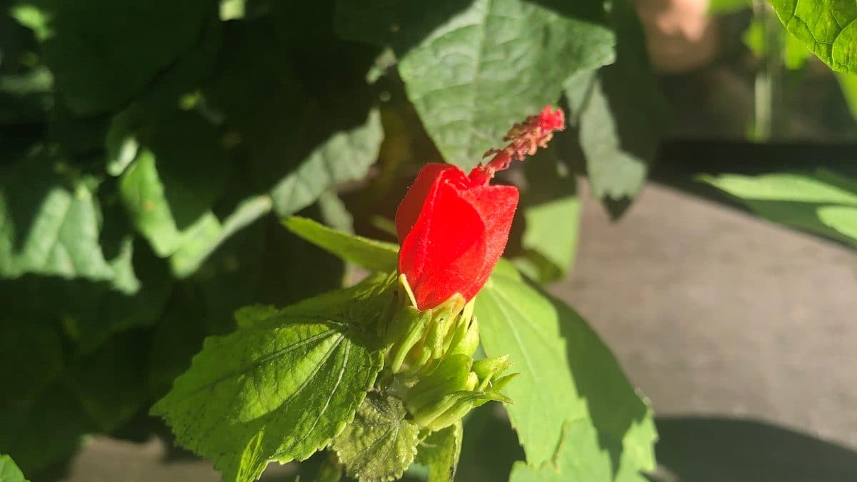 A red Turk's cap flower among leaves