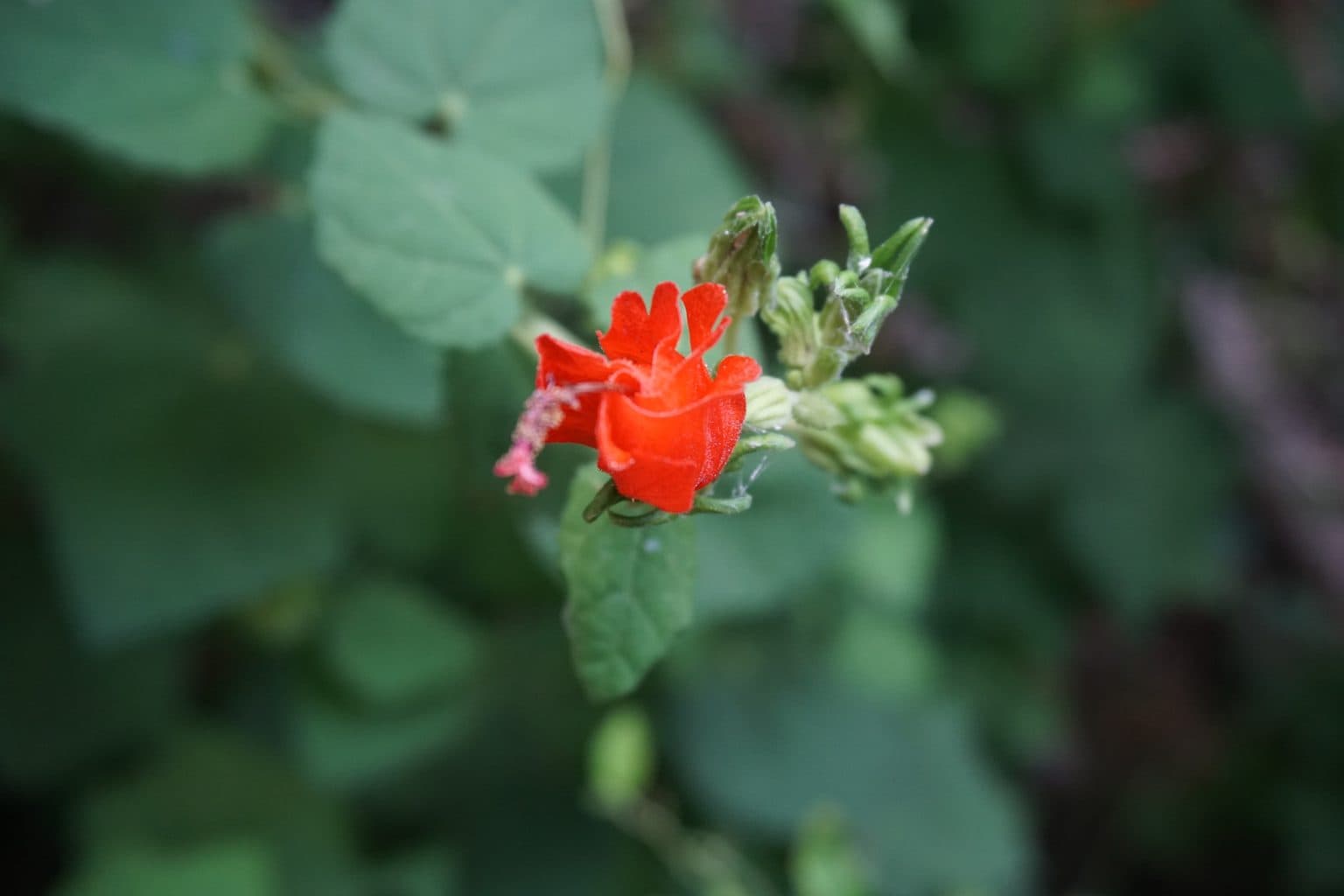 A red Turk's cap flower among leaves