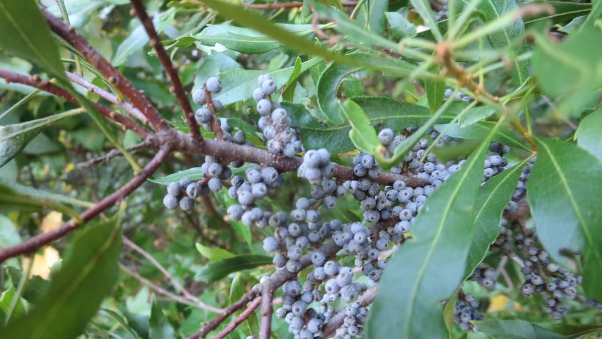 Wax myrtle branches with clusters of waxy blue-gray berries