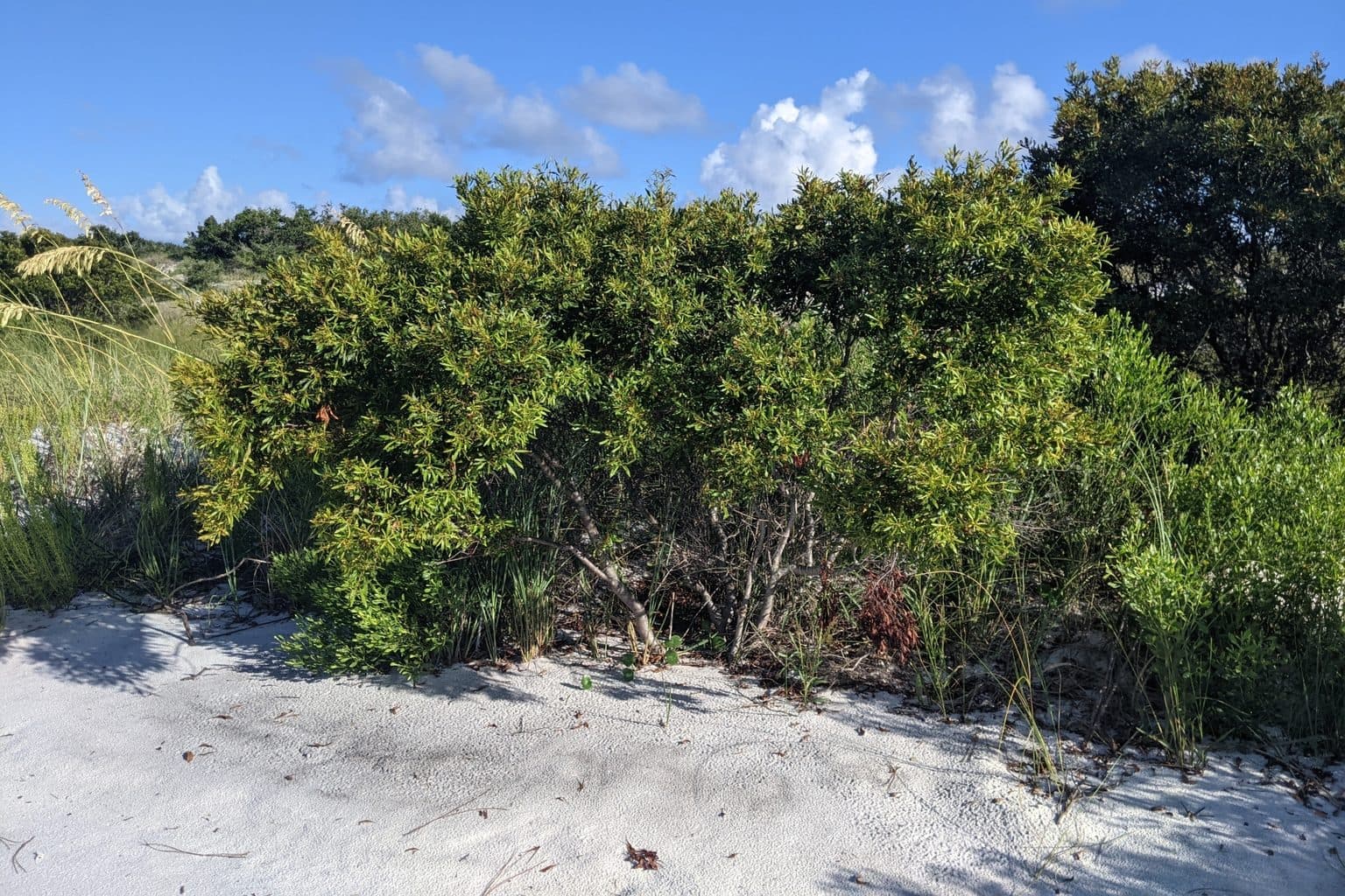 A wax myrtle thicket beside white sand under a blue sky