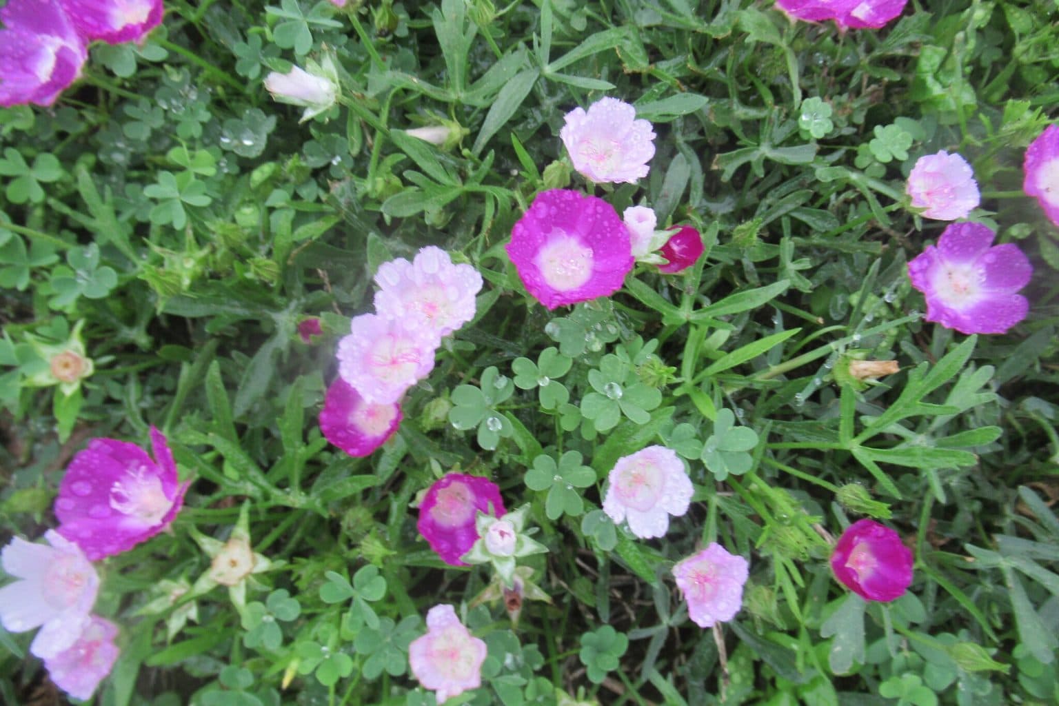 Magenta and pale pink winecup flowers among low foliage