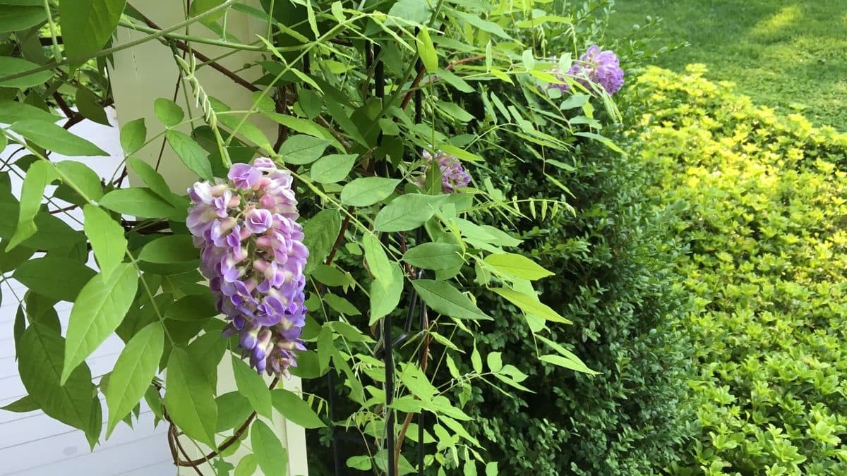 American wisteria vine with purple flower clusters