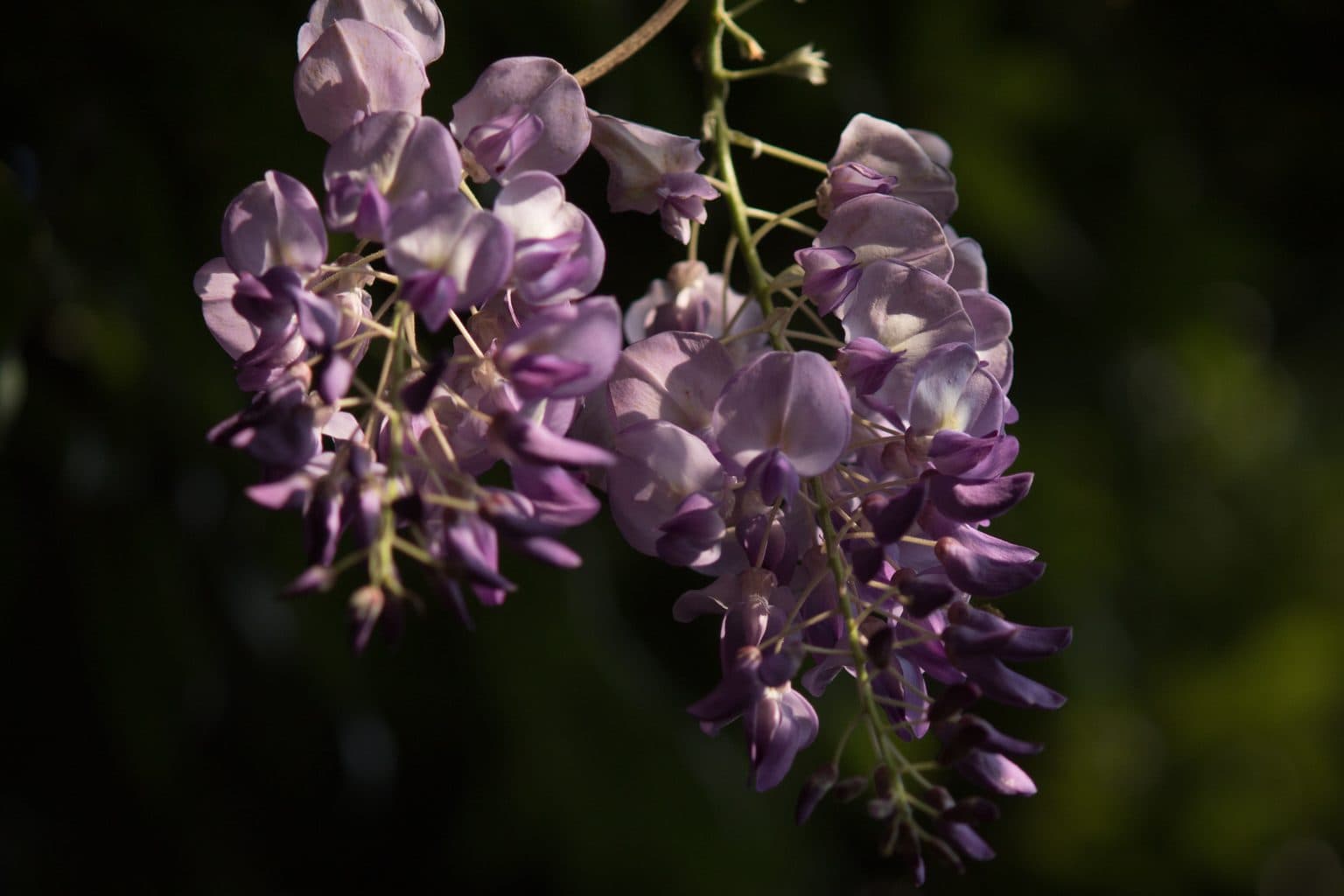 Hanging lavender wisteria flower clusters against a dark background