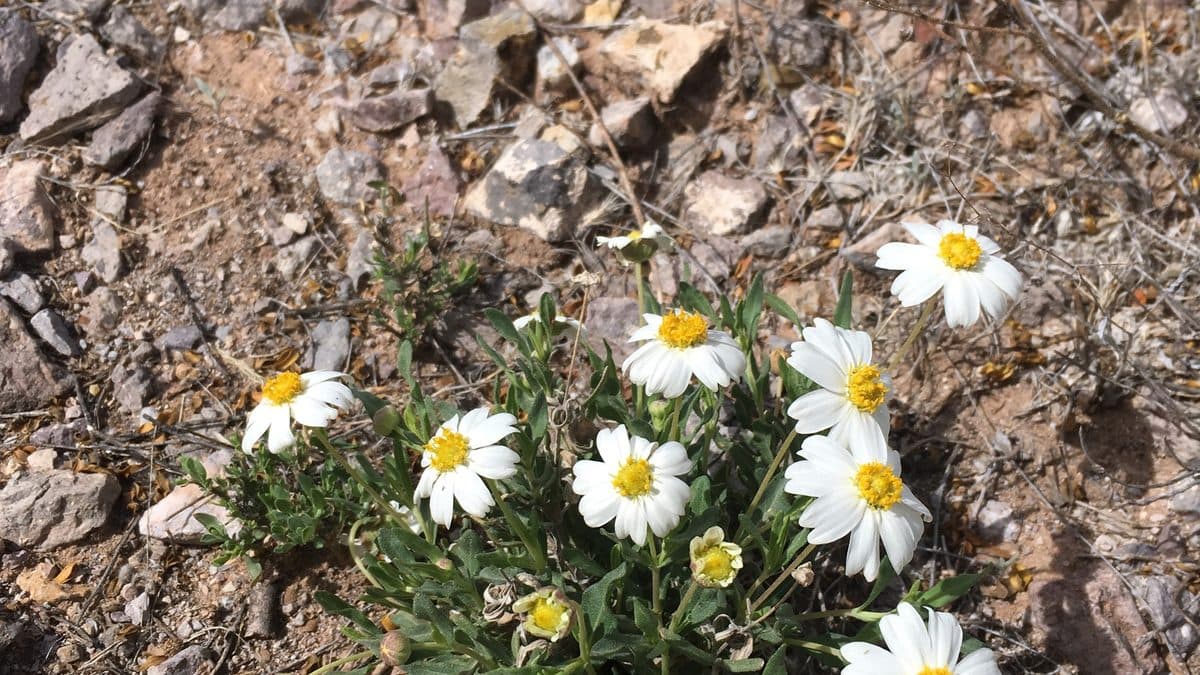 Blackfoot daisy with white petals and yellow centers on rocky ground