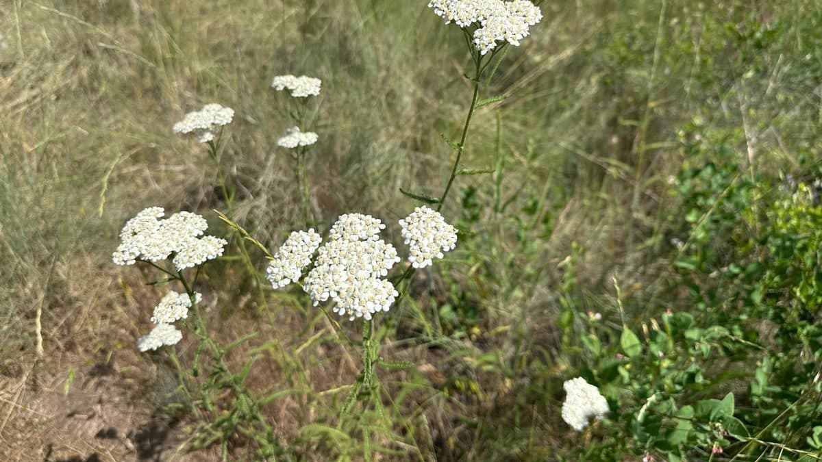 White yarrow flower clusters in a dry meadow