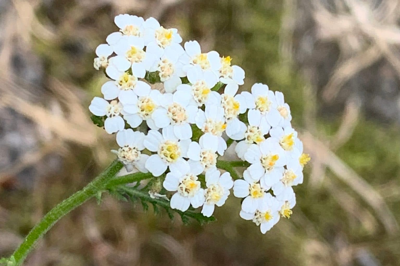 A flat cluster of small white yarrow flowers