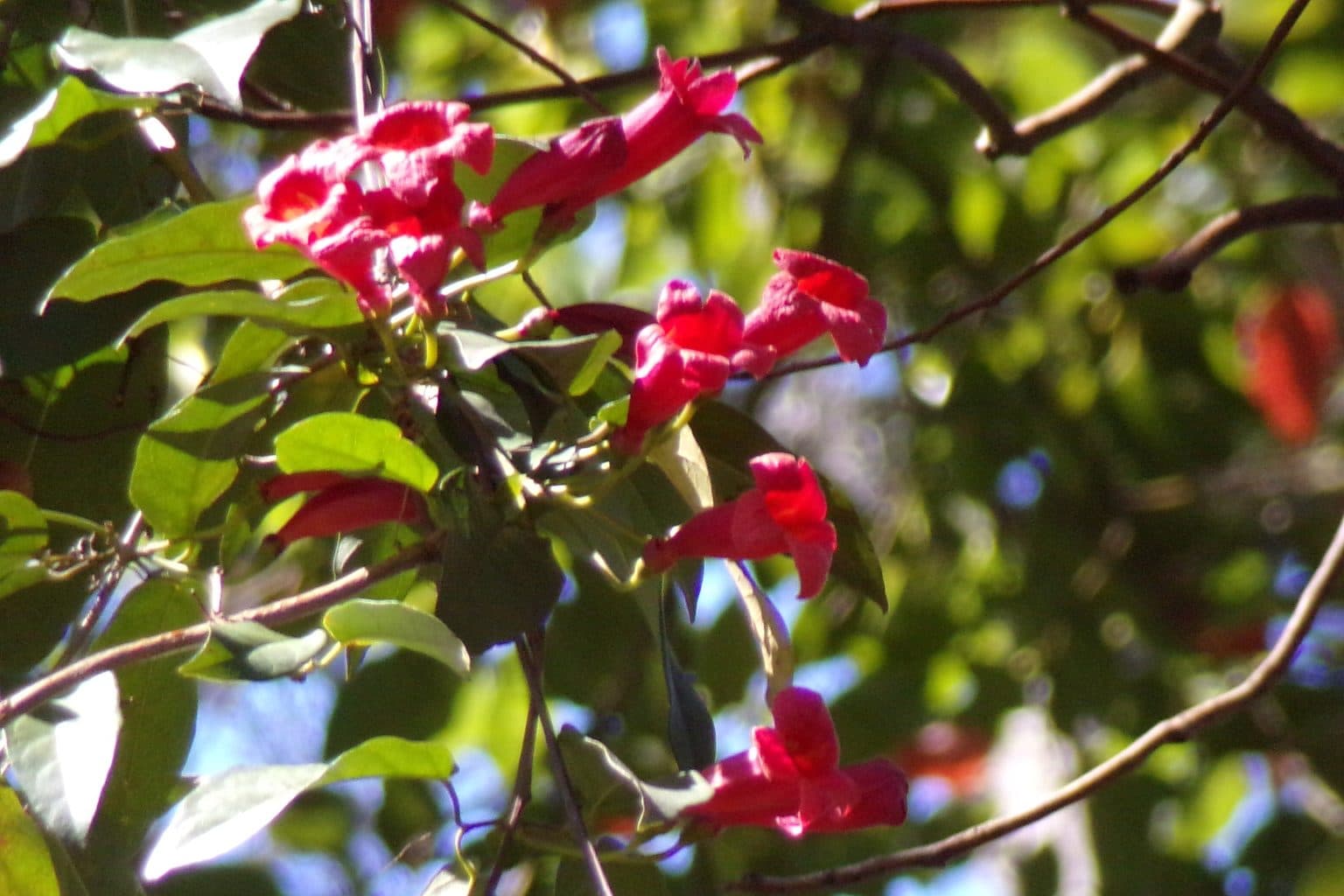 Red trumpet-shaped crossvine flowers hanging from a leafy vine