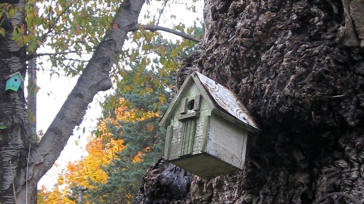 A weathered wooden birdhouse mounted on a rough tree trunk with autumn foliage behind it
