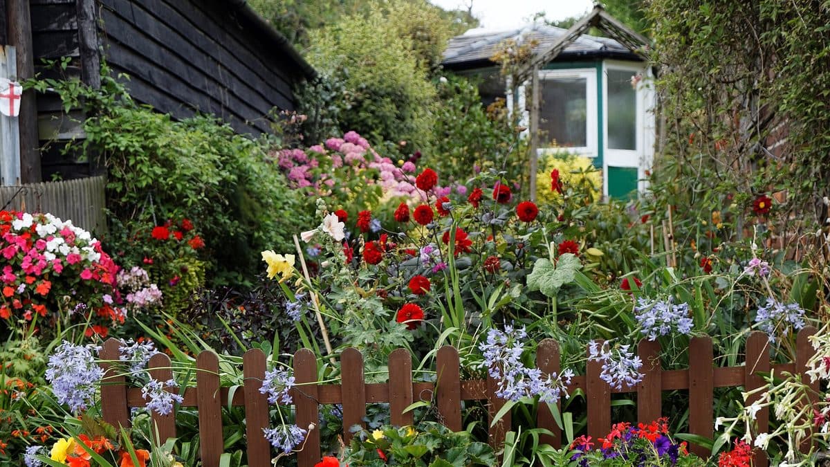 A dense cottage garden border of mixed red pink and blue flowers behind a low wooden picket fence