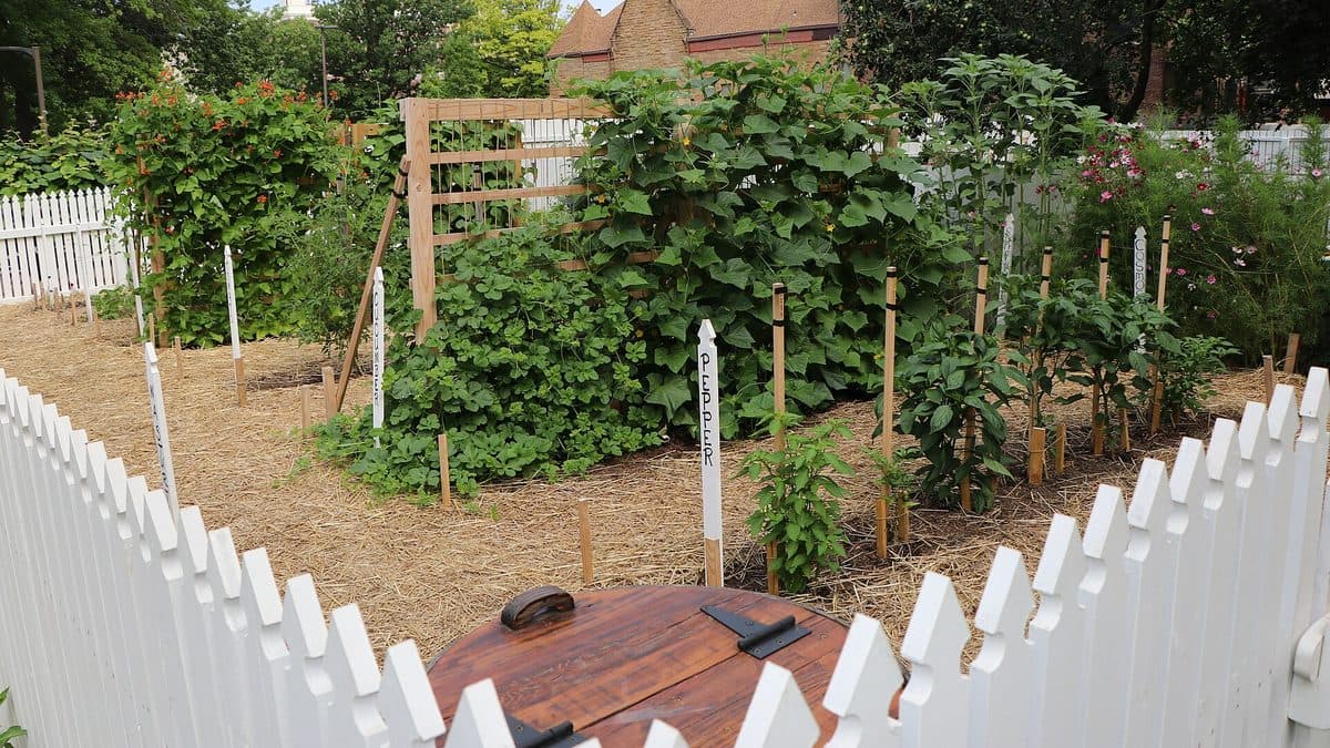 A vegetable garden enclosed by a white picket fence with mulched paths and staked plants in rows
