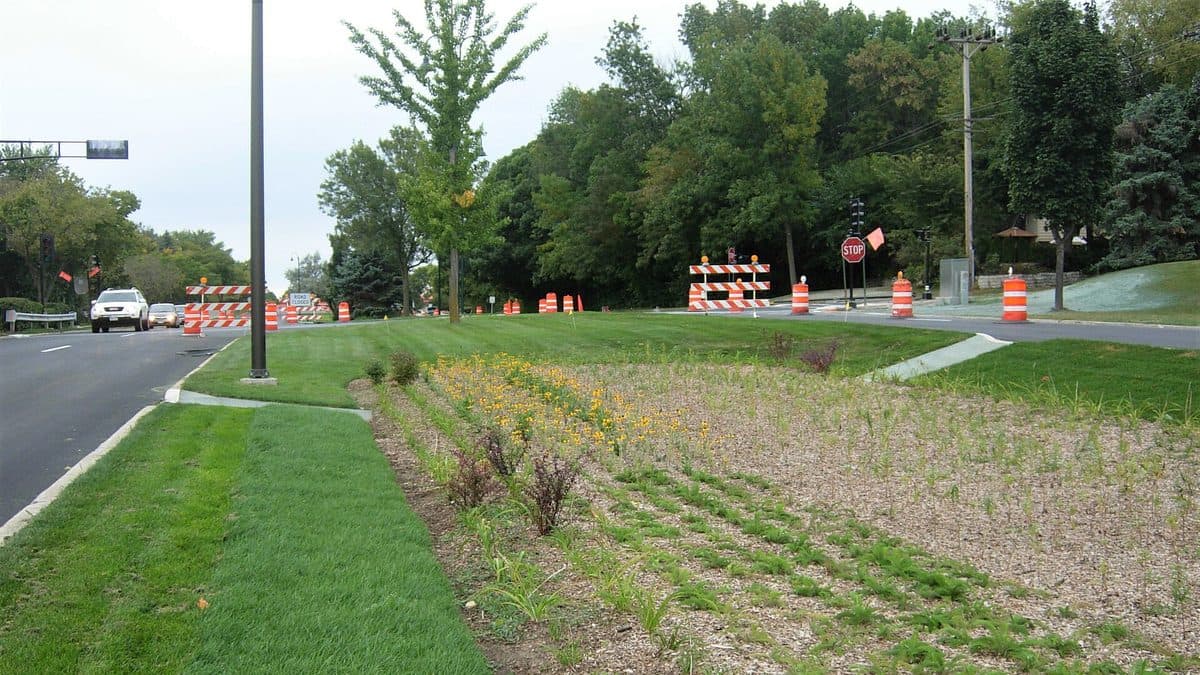 A newly planted strip of small native perennials in bare soil beside a mowed lawn and a road