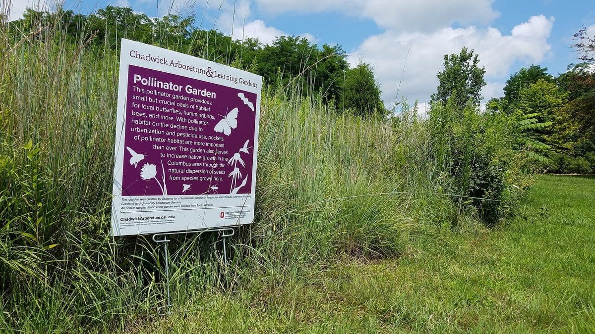 A white sign reading Pollinator Garden standing at the edge of tall grasses and young trees