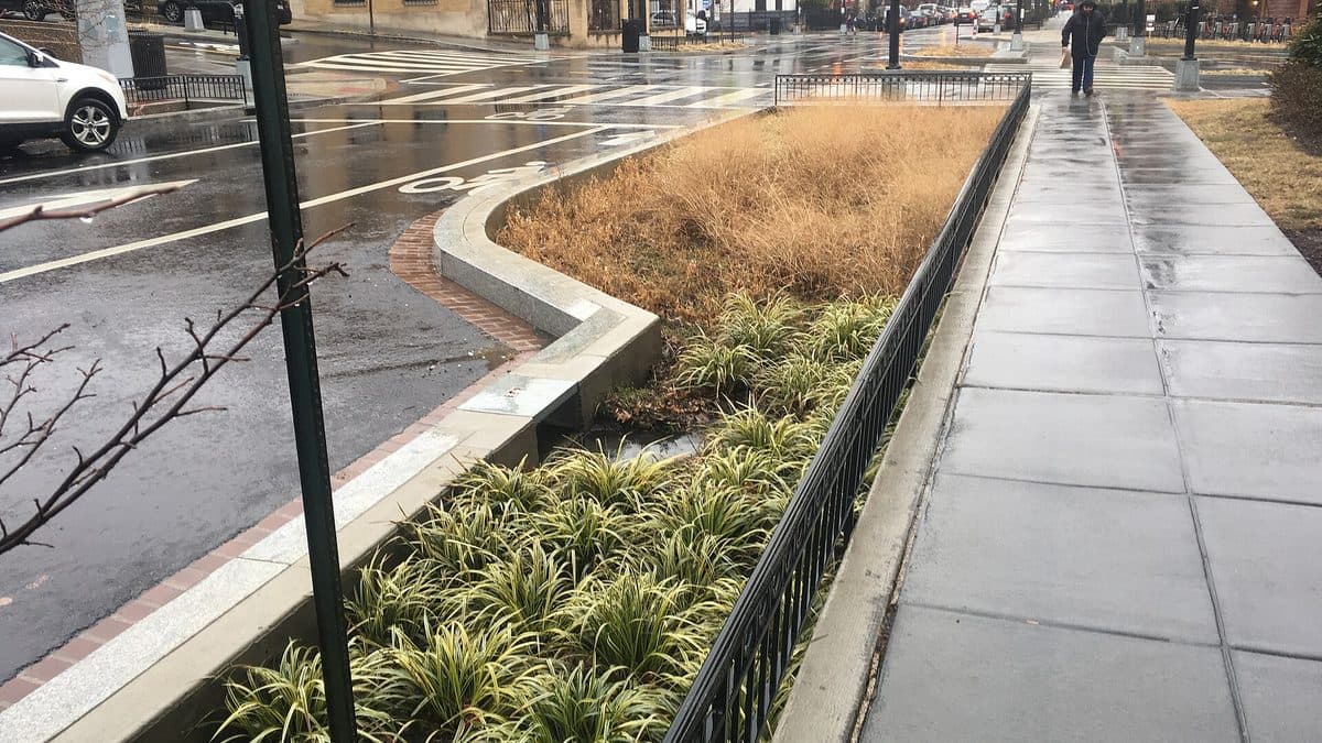 A curbside planted strip with low grasses and a dry tan meadow bed beside a wet sidewalk and street