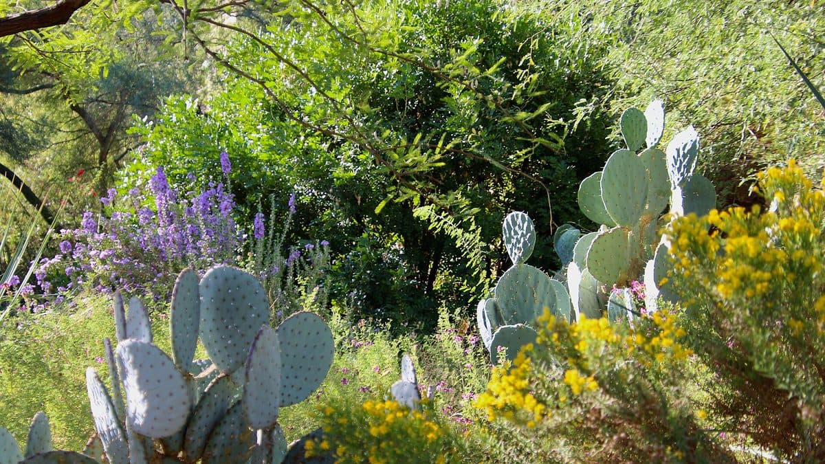 A desert garden with prickly pear cactus, yellow-flowering shrubs, and purple wildflowers under trees