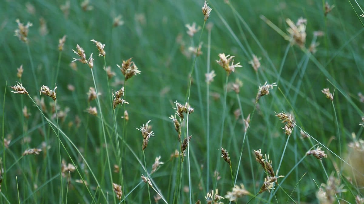 A dense stand of fine green sedge with pale seed heads on thin stems