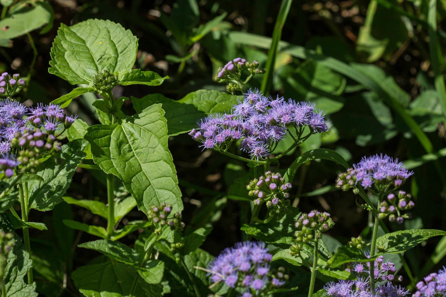 Blue mistflower clusters among green leaves
