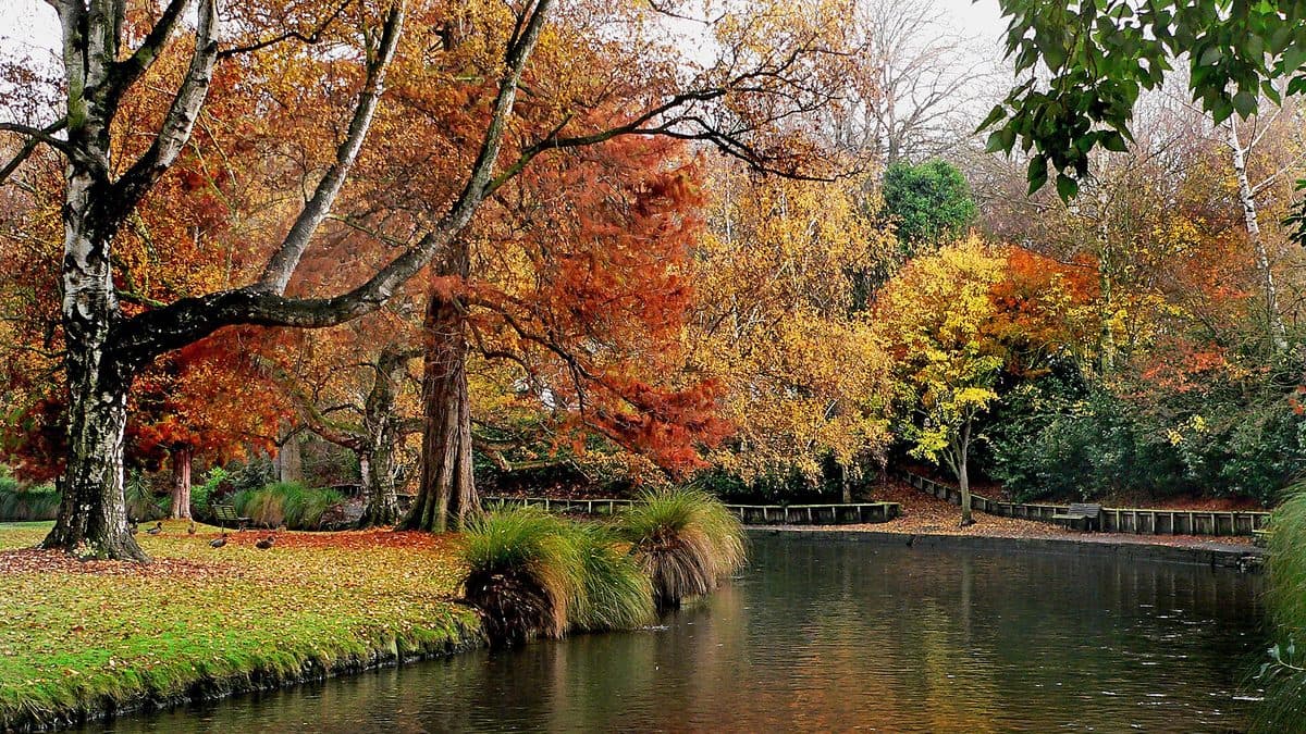 Mature trees in orange and gold autumn colour reflected in a still pond with fallen leaves on the bank