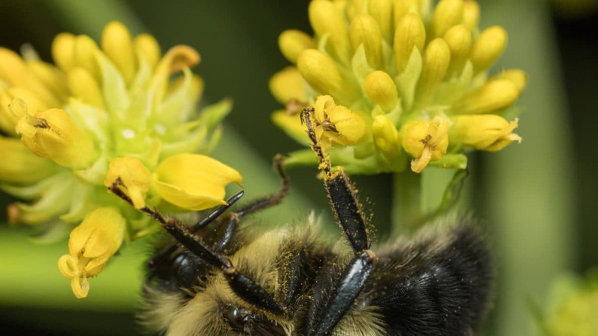 A fuzzy black and yellow bumble bee gripping a cluster of small yellow flowers