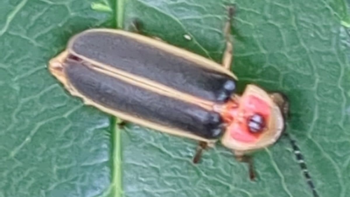 A firefly beetle with a dark body, cream wing borders and a pink and black head shield, resting on a green leaf