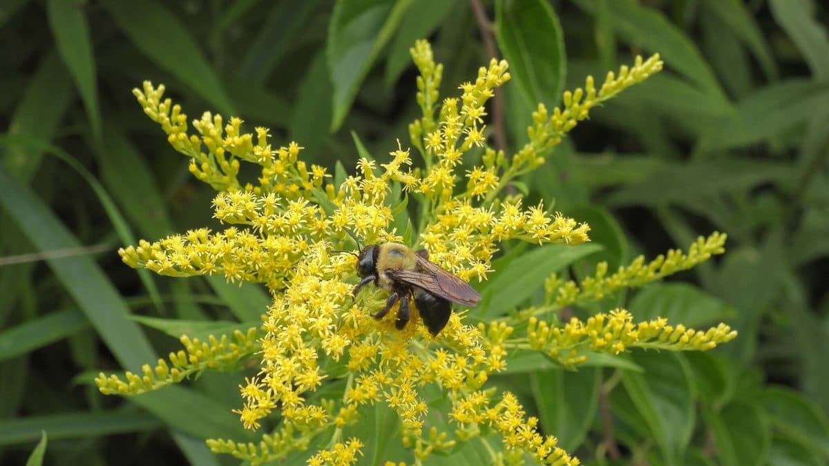 A bee feeding on a spray of small bright yellow goldenrod flowers among green foliage