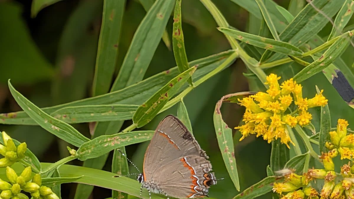 A small grey butterfly with a thin orange and white stripe along its closed wings, resting on a leaf beside yellow goldenrod flowers