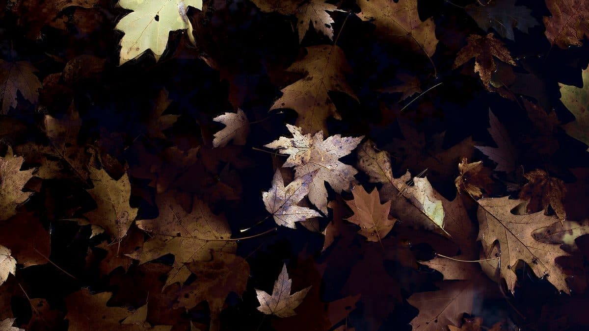 A dense overhead view of fallen brown and tan leaves completely covering the ground