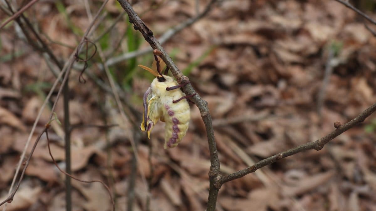 A newly emerged pale luna moth hanging from a thin bare twig above a thick bed of brown fallen leaves