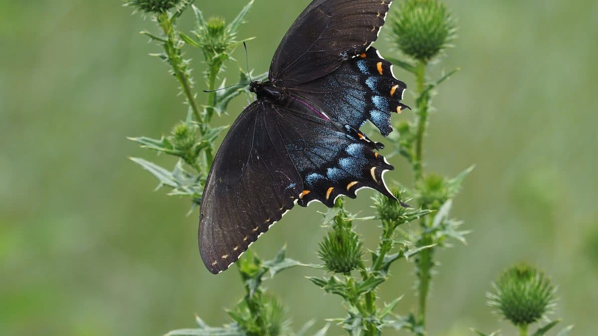 A dark swallowtail butterfly with blue markings feeding at a thistle in a green field