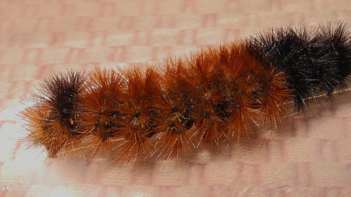 A fuzzy caterpillar with black ends and a wide rust-orange band across its middle, crawling on a pale surface