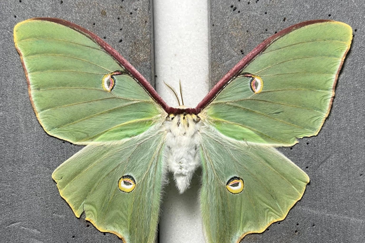 A large pale green luna moth with long curved tails and eyespots on its wings, resting against a white post