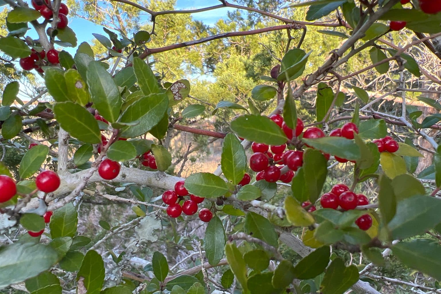 Yaupon holly branches loaded with glossy red berries among small dark green leaves