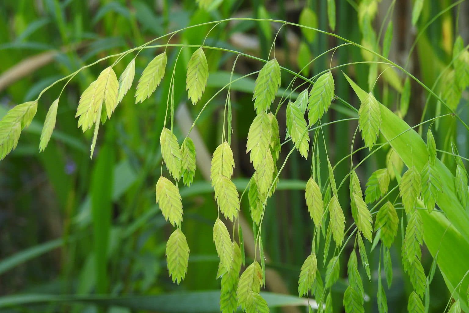 Flat, pale green seed heads of inland sea oats dangling from arching stems