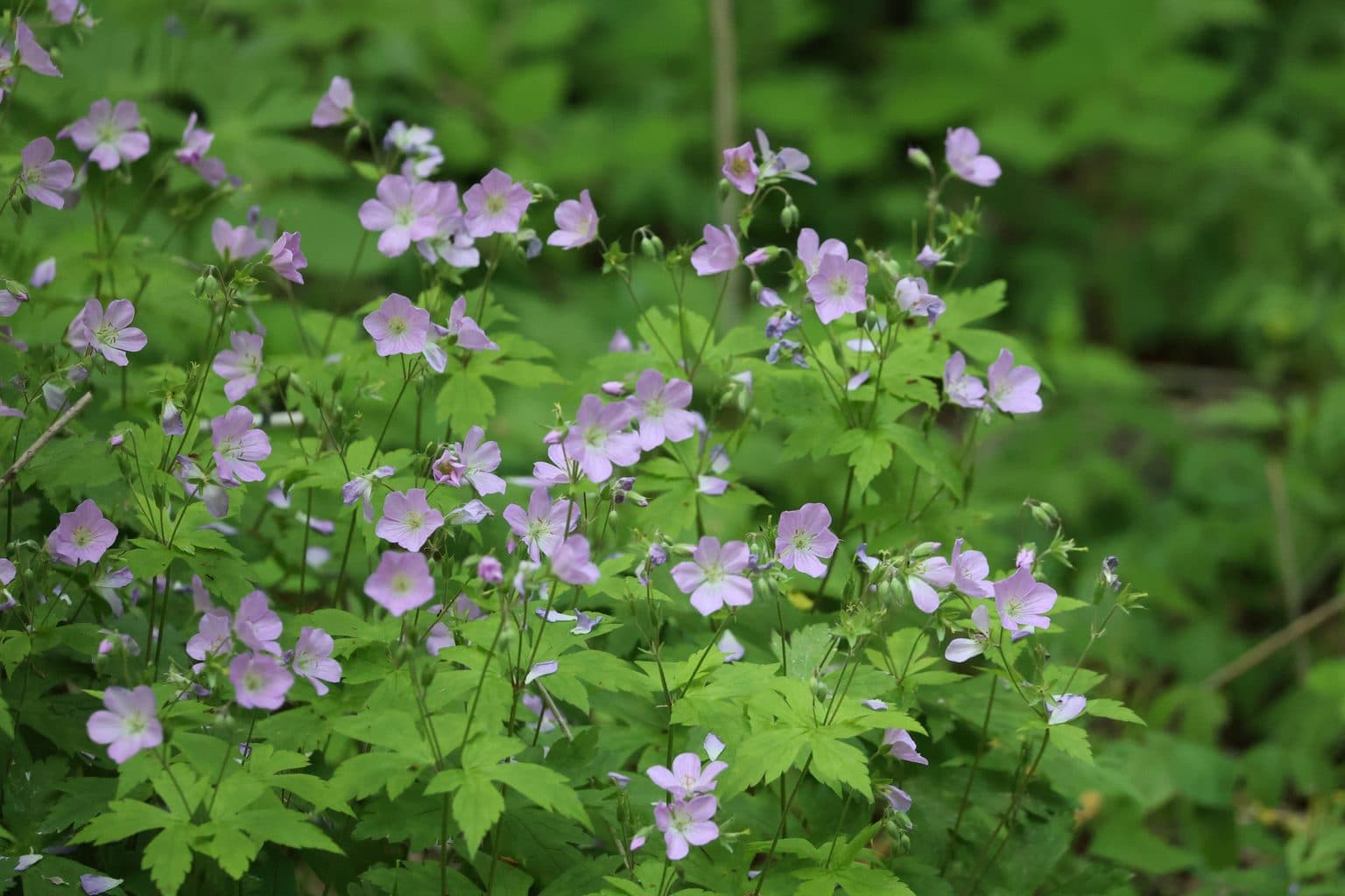 A mound of pink wild geranium flowers