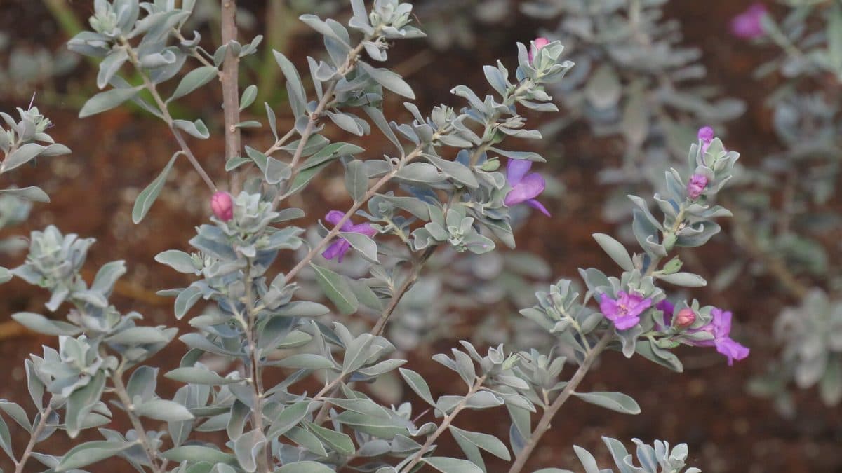 Cenizo shrub with silvery leaves and purple flowers