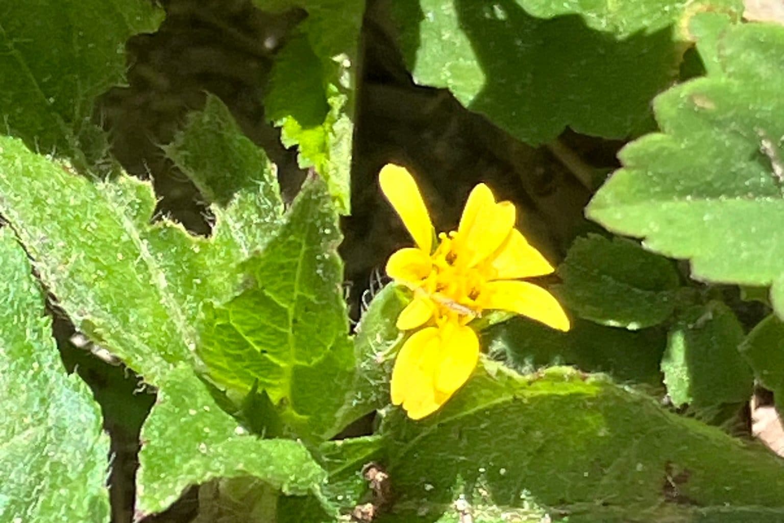 A single small yellow horseherb flower among fuzzy, toothed green leaves