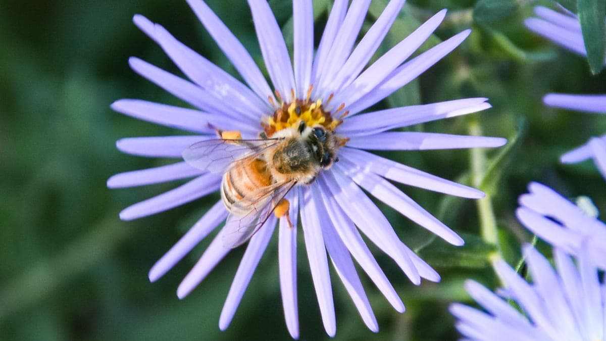 A striped bee feeding at the yellow center of a pale lavender aster flower
