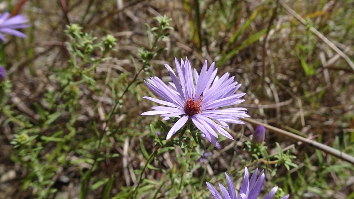 A single lavender aromatic aster flower with a red-orange center above a shrubby tangle of small narrow leaves
