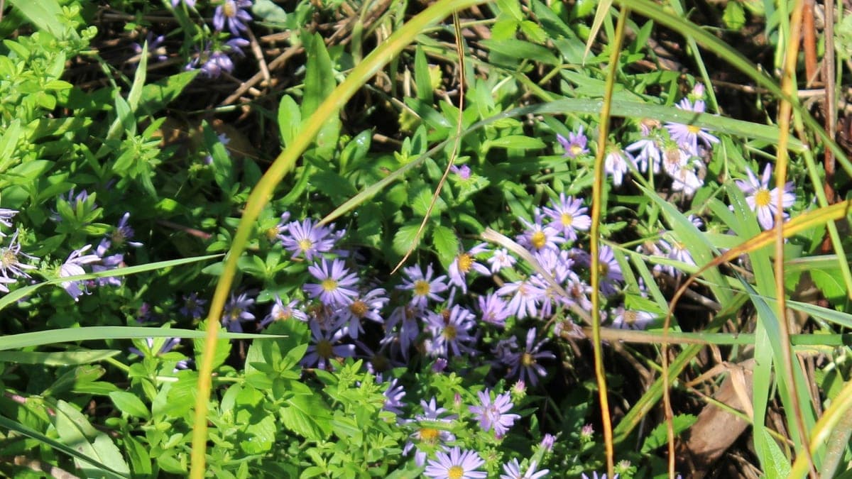 A loose patch of Douglas aster with small lavender flowers scattered through grass and green foliage