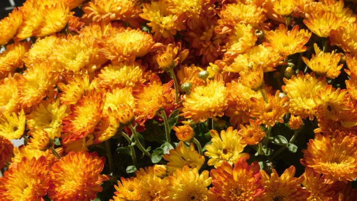 A tight mass of orange and gold chrysanthemum blooms filling the frame