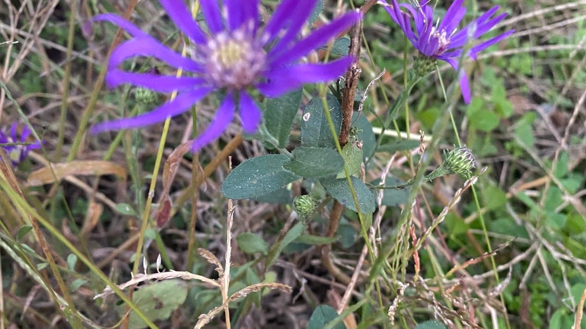 Two violet Georgia aster flowers with pale centers rising above rounded gray-green leaves in dry grass