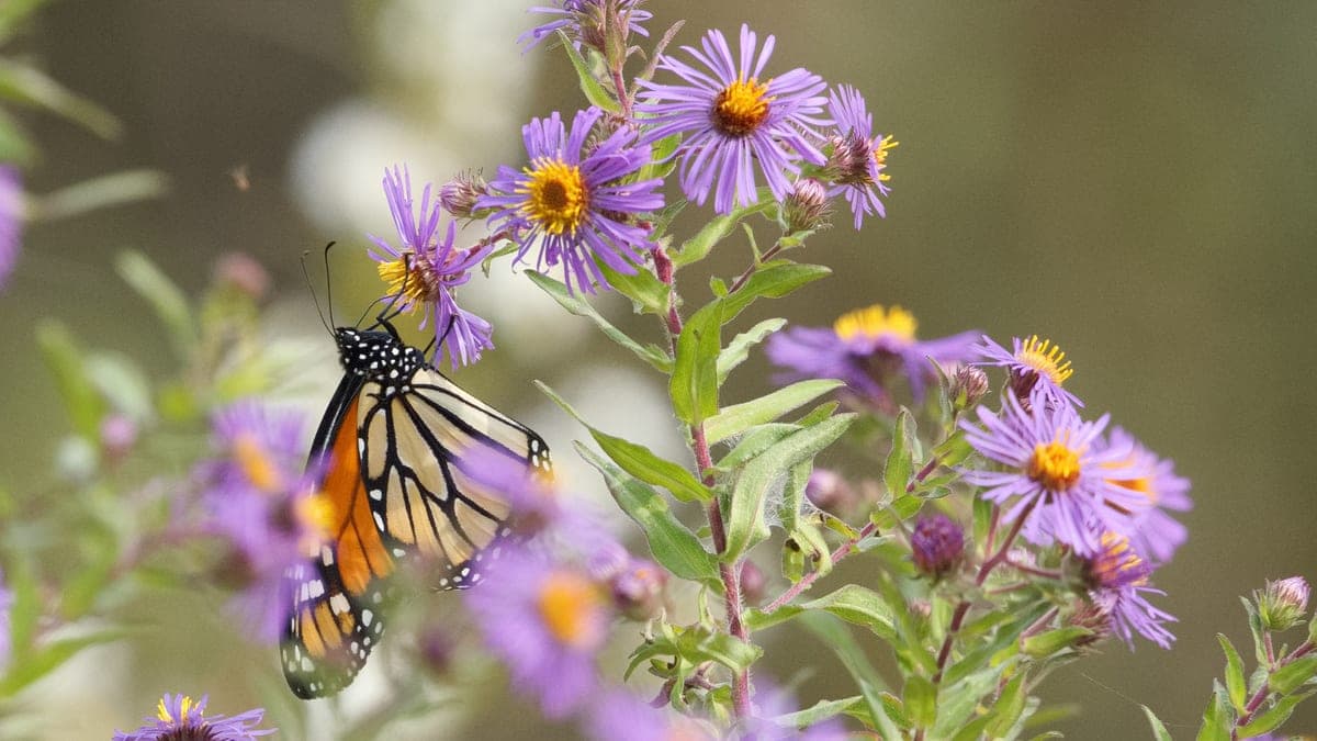 A monarch butterfly feeding on a stem of purple New England aster flowers against a soft green background