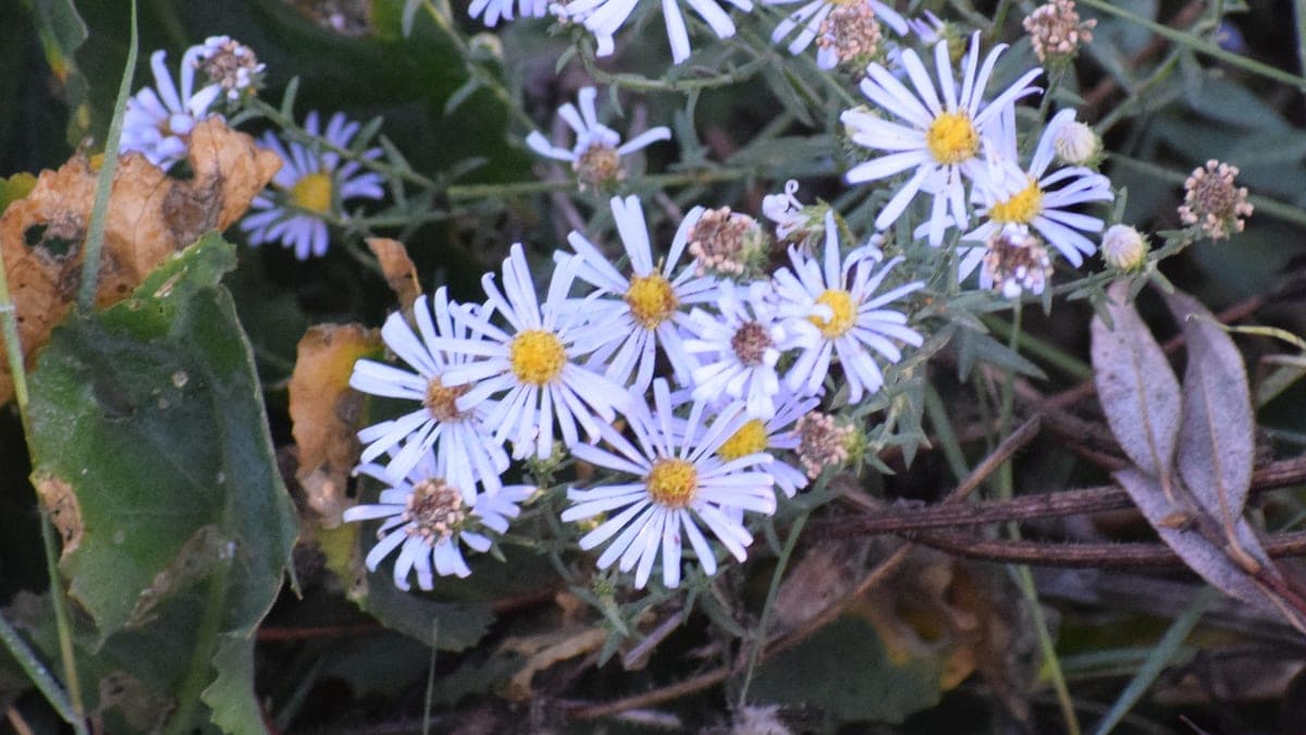 A dense cluster of pale lavender Pacific aster flowers with yellow centers among gray-green stems