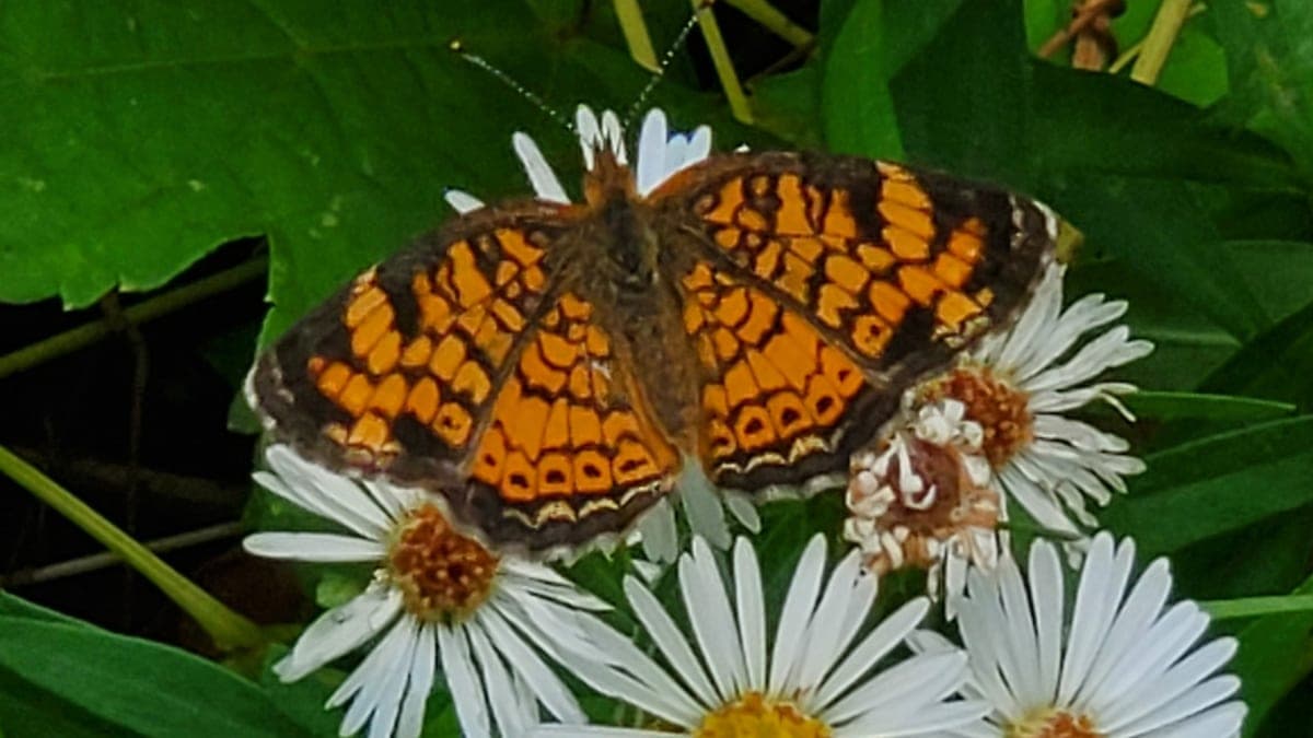 An orange and black pearl crescent butterfly with open wings perched on small white daisy-like flowers