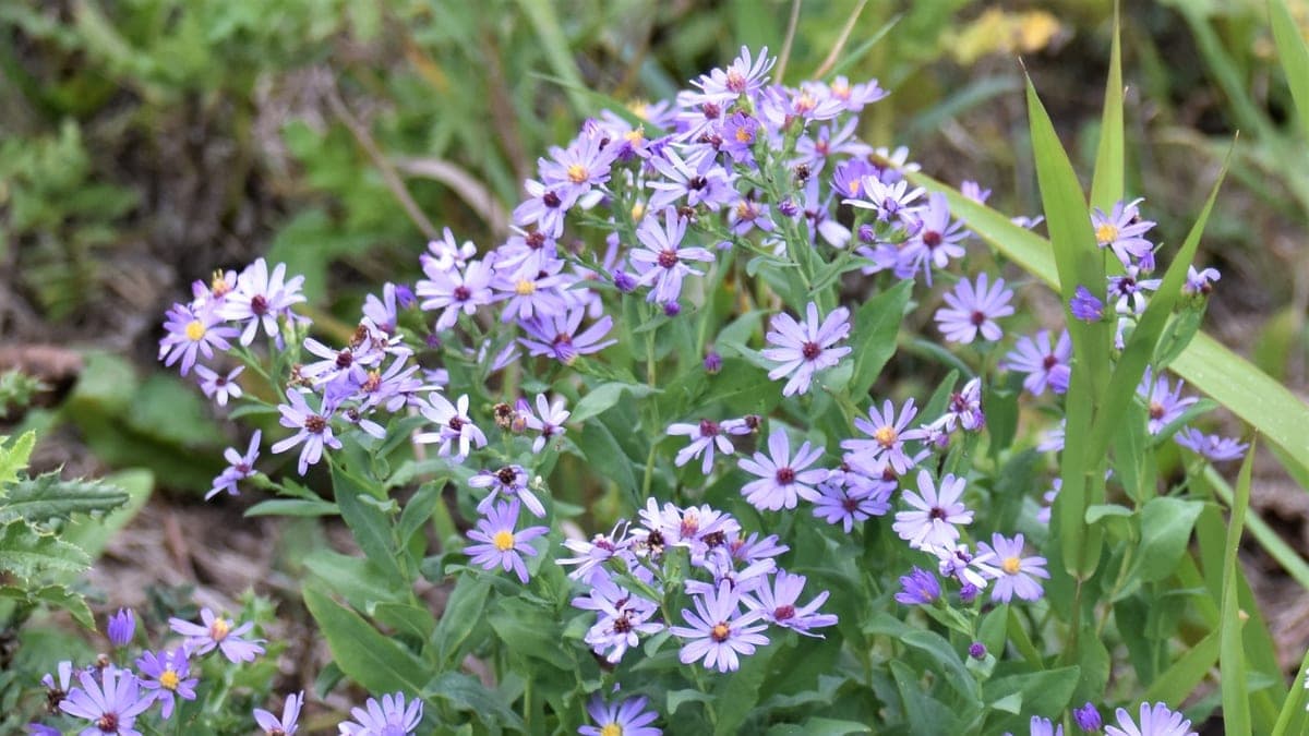 A leafy clump of smooth blue aster covered in pale violet flowers with yellow centers