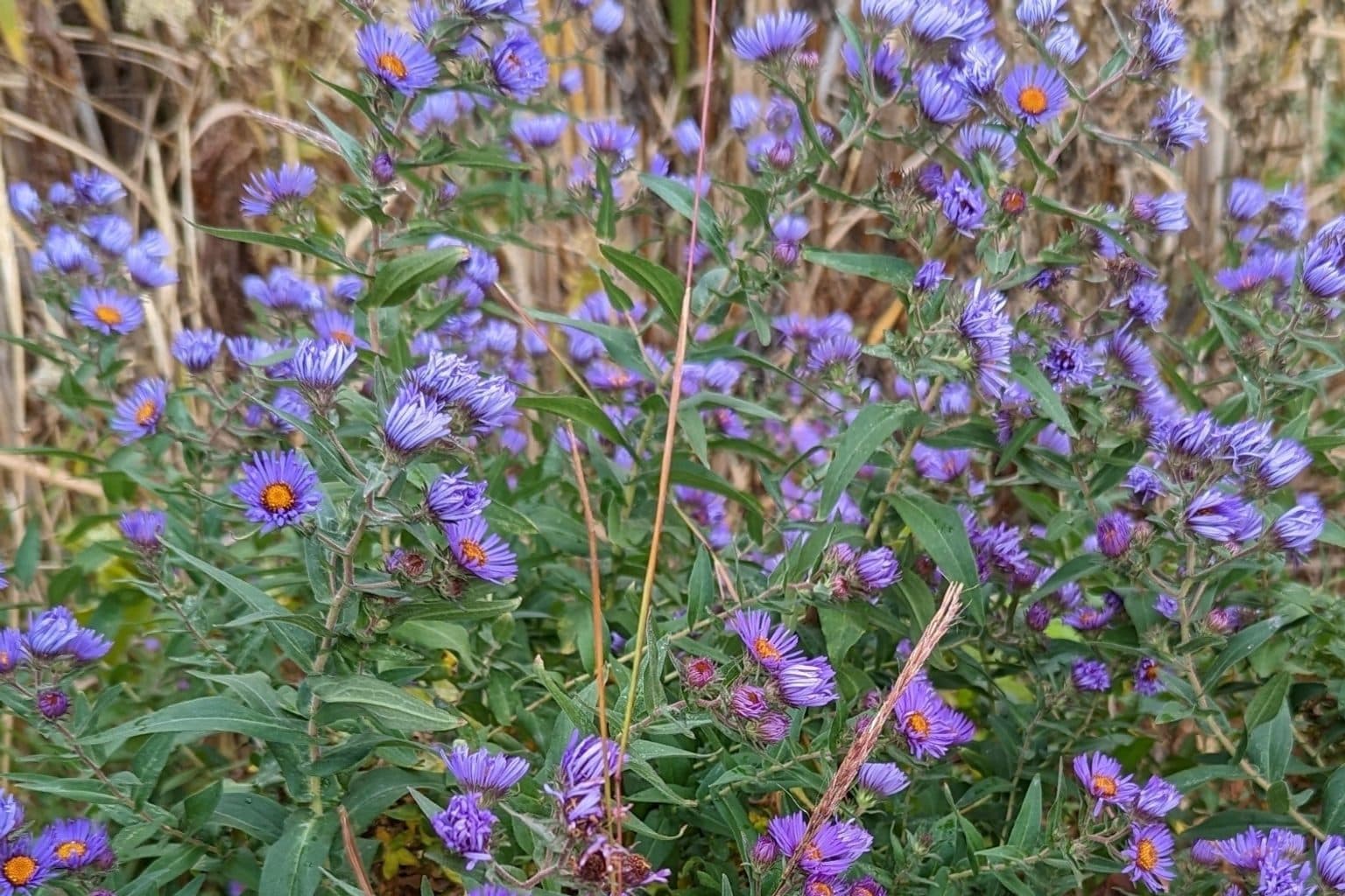 A dense stand of purple New England asters with orange centers growing among tall stems in late summer