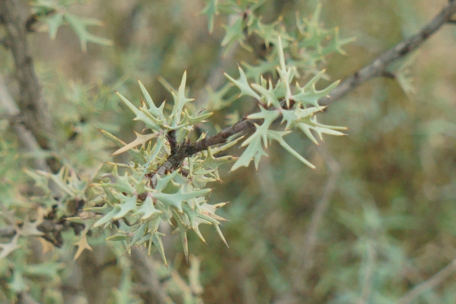 Spiny, silvery blue-green agarita leaves along a thin branch