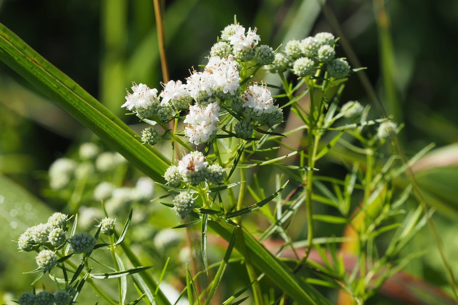 White flower clusters of narrowleaf mountain mint