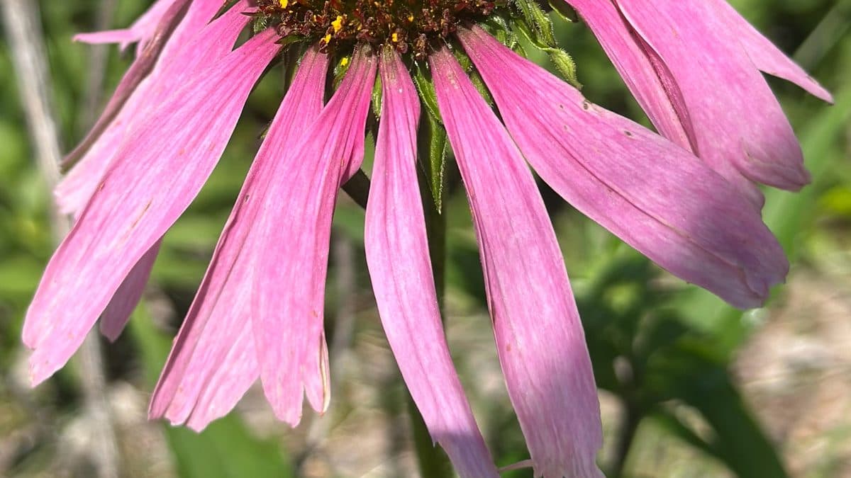 Pink-purple purple coneflower blooms